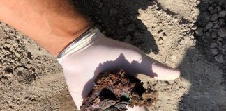 Scavi di Pompei, un sacchetto con 20 monete stretto al petto. Così il fuggiasco scappava dal Vesuvio scavi di pompei