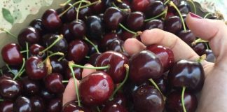 Gragnano, torna l’evento Borgo in Ciliegia: "Tre giorni di gastronomia, cultura e musica"