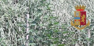 San Giuseppe Vesuviano, scoperta piantagione di marijuana