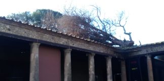 Maltempo, Scavi di Pompei: caduta di un pino sull’angolo sud-ovest della Palestra Grande