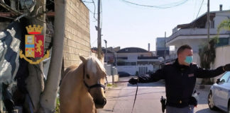 Coronavirus, porta a spasso il cavallo e la capra: denunciato a Giugliano