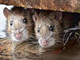 hantavirus china india roditori