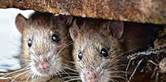 hantavirus china india roditori