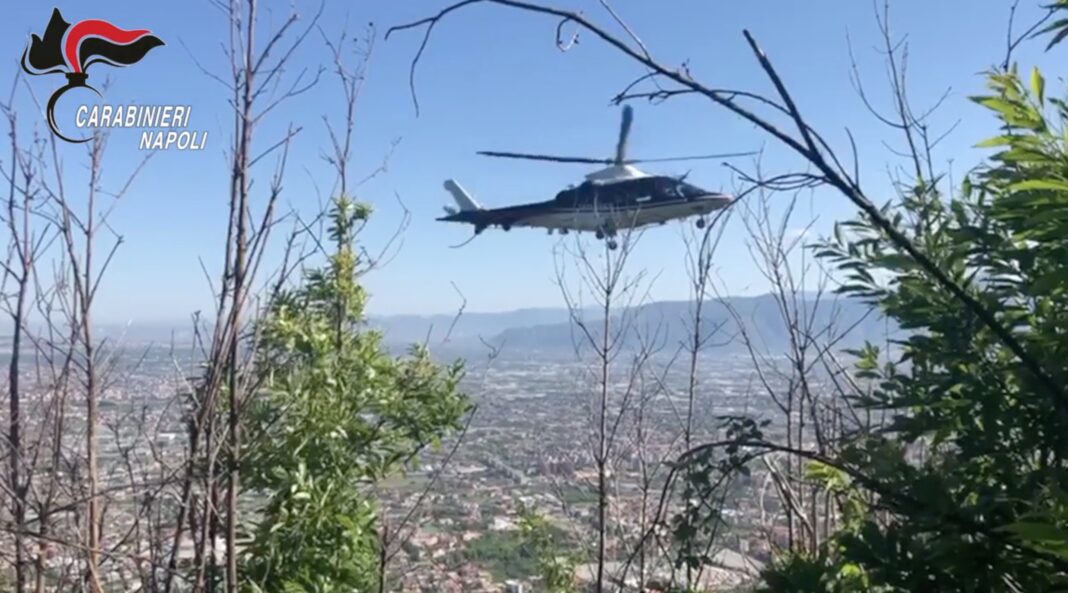 marijuana faito monti lattari carabinieri