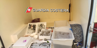 Vongole pescate nella melma nel fiume Sarno: sequestro ad Ottaviano
