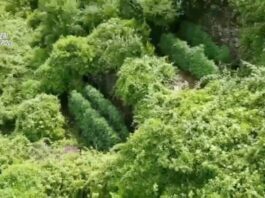 gragnano marijuana carabinieri