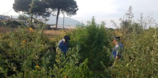 Boscoreale, una serra di cannabis nel terreno confinante: 35enne arrestato