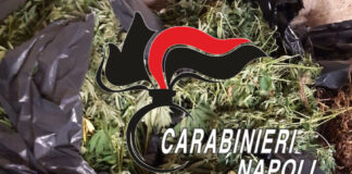 Cimitile: 42 kg di marijuana e 115 piante di cannabis sequestrate dai carabinieri