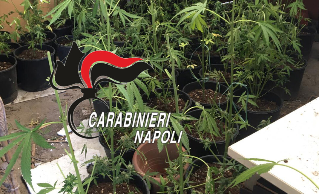 torre del greco marijuana