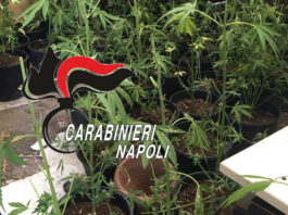 torre del greco marijuana