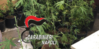 torre del greco marijuana