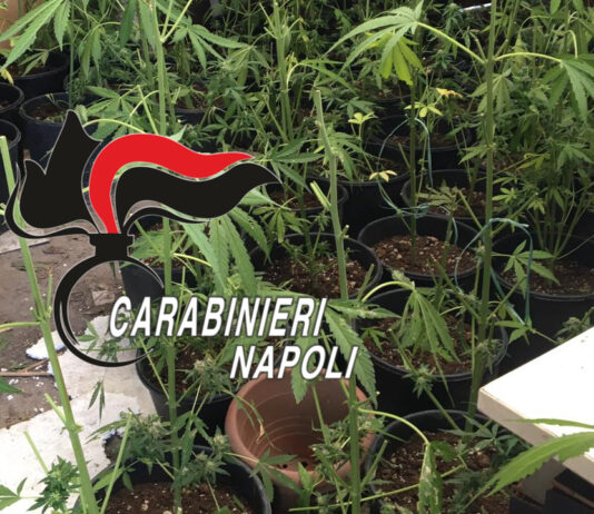 torre del greco marijuana