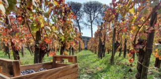 XXI Edizione della Vendemmia agli Scavi di Pompei