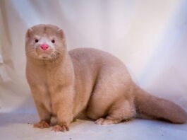 coronavirus covid visoni danimarca