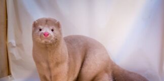 Il coronavirus (Covid-19) è mutato nei visoni in Danimarca: saranno abbattuti milioni di animali coronavirus covid visoni danimarca