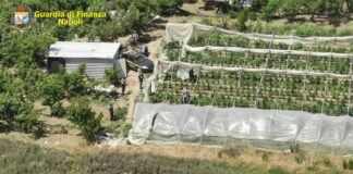 piantagione marijuana finanza