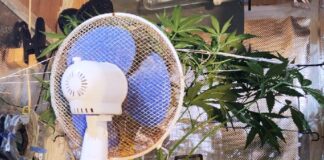 Napoli, Ponticelli: serra di marijuana in casa, denunciato marijuana serra ponticelli