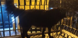 nerone castellammare di stabia
