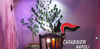Pollena Trocchia, coltivazione di cannabis in casa: arrestato 39enne