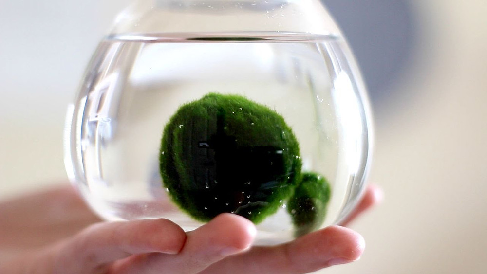 Un Marimo per amico: come prendersi cura di un'algapalla