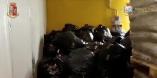 Capannone e tir carichi di droga, sequestrati 1.675 kg di marijuana: arrestato 48enne marijuana latina polizia finanza