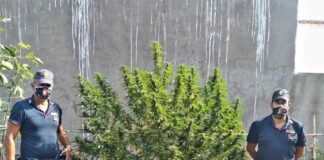 Casamicciola: pianta marijuana in giardino, denunciato 44enne marijuana polizia