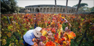 XXII edizione della Vendemmia agli Scavi di Pompei: vigne aperte per i visitatori