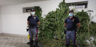 Coltivazione di marijuana in una scarpata, arrestato 53enne di Acerra