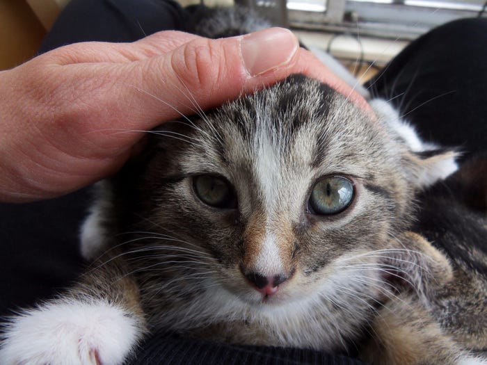 Gatti gorgogliano