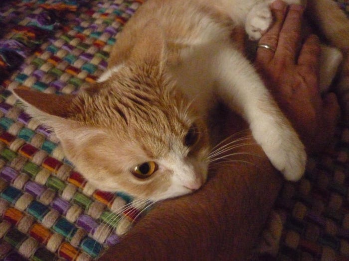 Gatti mordicchia