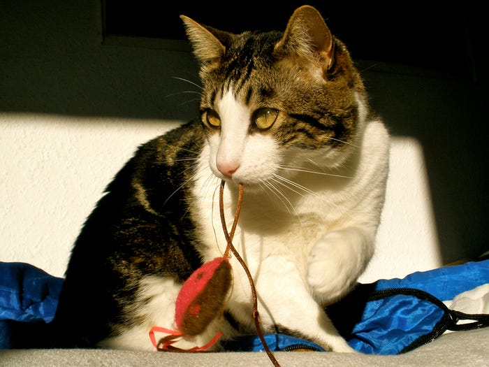 Gatti che portano regalini