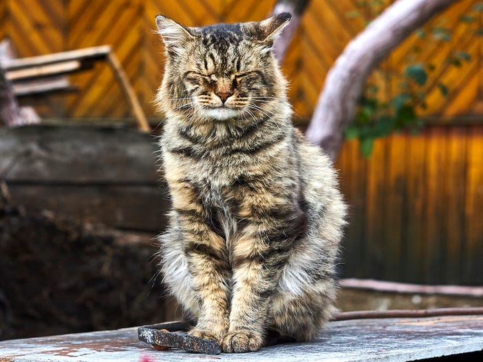 Gatti che baciano