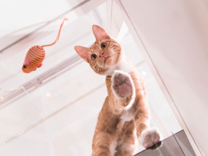 Gatti che ti seguono