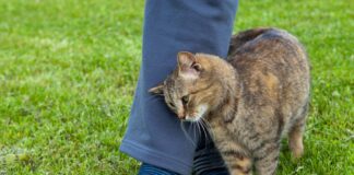 Gatti affettuosi