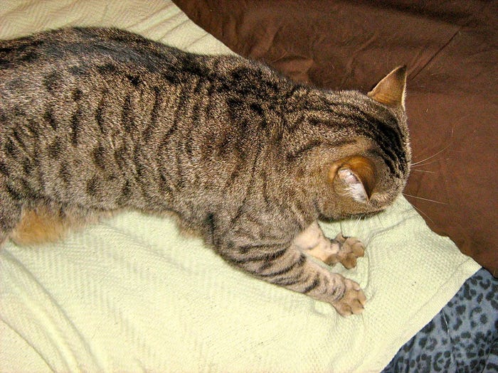 Gatti che impastano