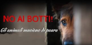 Botti di fine anno, il Wwf: “Basta fuochi pirotecnici, è ora di intervenire”