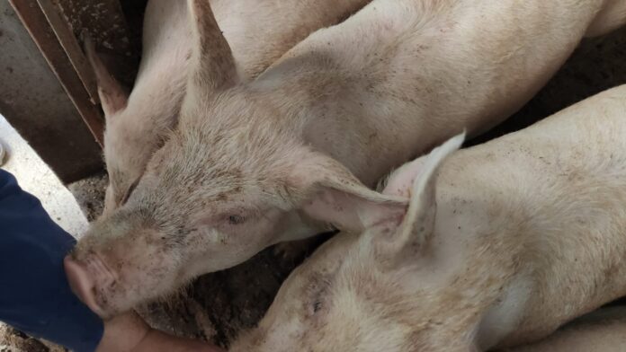 trecase benessere animale (1)