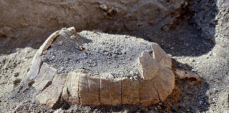 Scavi archeologici di Pompei, la nuova scoperta: spunta una piccola tartaruga di terra scavi di pompei tartaruga