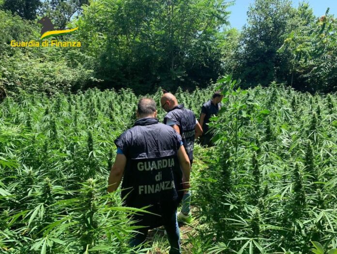torre annunziata marijuana guardia di finanza