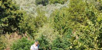 Caserta, piantagione di marijuana ed “infiorescenze” già lavorate: arrestato pregiudicato caserta guardia di finanza marijuana