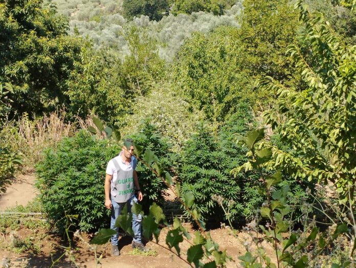 caserta guardia di finanza marijuana