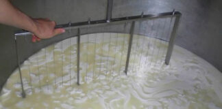 Caserta, furto di formaggio: carico di caglio da 100mila euro recuperato dalla polizia