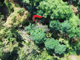 monte faito camorra droga