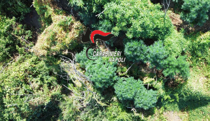 monte faito camorra droga