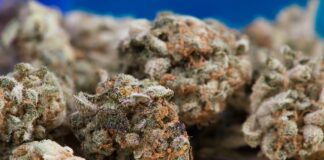 Castellammare, lo spaccio di droga del “Terzo Sistema” in gestione ai minorenni spaccio droga castellammare