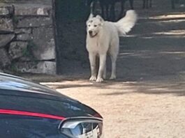 CANI RANDAGI FAITO
