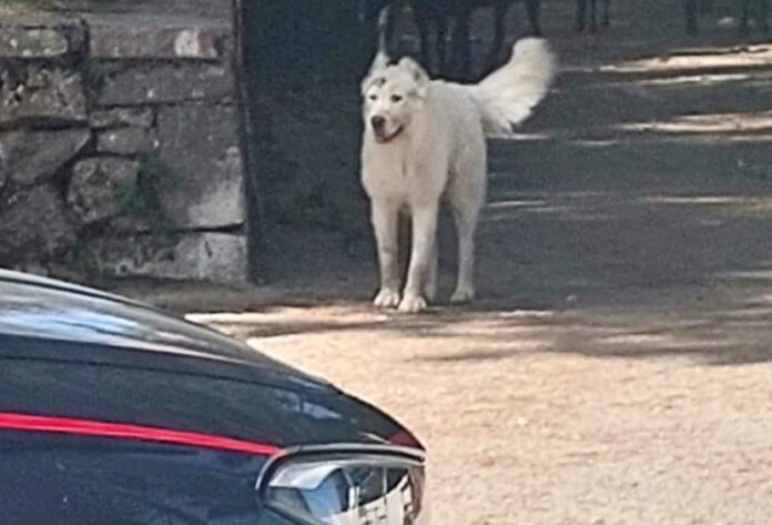 CANI RANDAGI FAITO