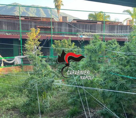 sant'anastasia ex canile marijuana