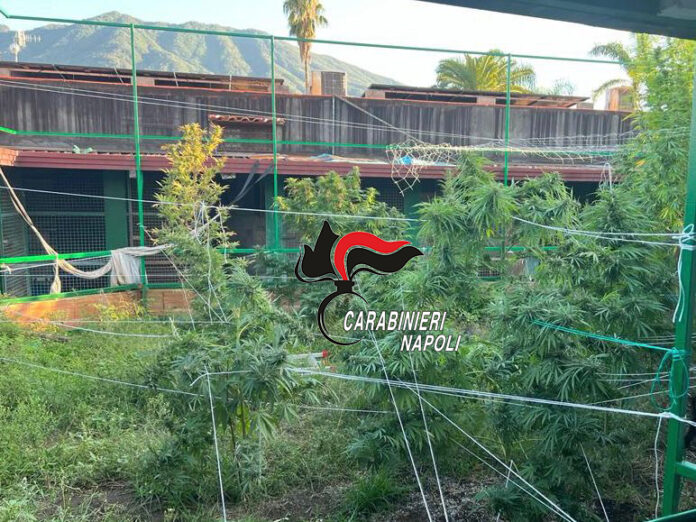 sant'anastasia ex canile marijuana