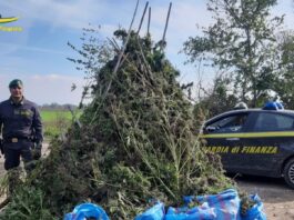 GIUGLIANo piantagione